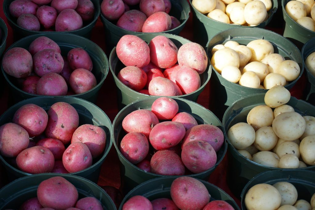 Potato