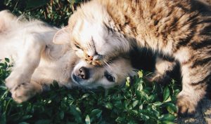 Paleo Diet for Your Pets